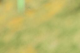 Ostatni test przed Euro. Polskie piłkarki grają z Ukrainą