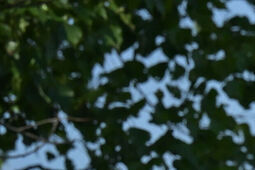 Dni Konia Arabskiego 2025: Pasja, prestiż i potęga polskiej hodowli