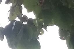 Z Zamościa do Tajlandii. ZDK zaprasza w podróż