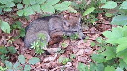 Pamiętajmy - w Parkach Narodowych jesteśmy gośćmi. To dom dzikich zwierząt