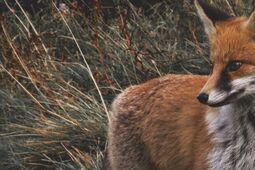 Szczepionka poleci z nieba. Nie dotykać, uważać na psy