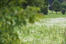 Lublin stawia na łąki kwietne i rzadsze koszenie