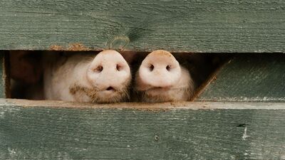 Nowe ognisko ASF w Lubelskiem. To już trzecie