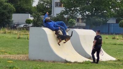 Oni mają dobrego nosa. Czworonożni funkcjonariusze lubelskiej policji pokazywali swoje umiejętności