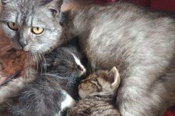 Tłoczno w kociarni. Nowych zwierzaków nie przyjmują