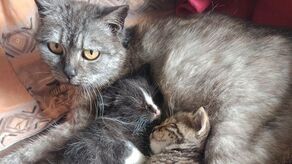 W zamojskim schronisku jest w tej chwili tak dużo kotów, z których część na dodatek choruje, że więcej zwierzaków przyjąć się tam nie da