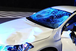 Łoś wbiegł na drogę w Okunince i doszło do zderzenia z samochodem