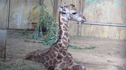 Maluch, który ma 170 cm. Zamojskie ZOO powitało żyrafę 