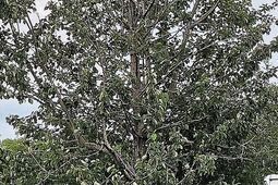 Leją asfalt. Droga wojewódzka nieprzejezdna