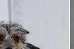 W dniu psa znajdź przyjaciela na całe życie. Podopieczni lubelskiego schroniska polecają się do adopcji