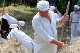 Sierpy w dłonie, czas na tradycyjne żniwa!