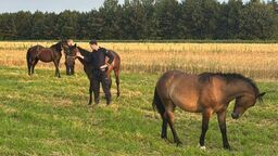 Konie z Końskowoli zatrzymane i doprowadzone na łąkę
