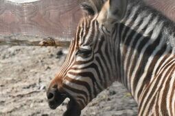 Narodziny w ZOO. Na świat przyszła młoda zebra