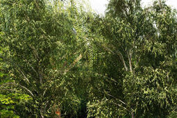 Betonowy plac zmieni się w zielony skwer? Ratusz szuka budowniczego