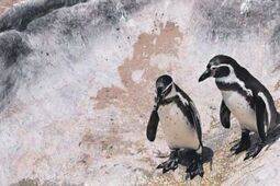 Sceny z życia pingwinów. Już niedługo w zamojskim ZOO