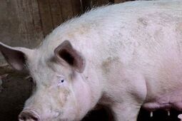 Kolejne ognisko ASF na Lubelszczyźnie. Wirus wykryto w powiecie radzyńskim