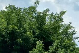 Mała rzecz, a ucieszy działkowiczów. Czekanie na autobus będzie przyjemniejsze