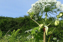 Lublin walczy z barszczem Sosnowskiego. „To naprawdę trudny przeciwnik”