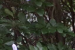 Związkowcy z Bogdanki zapowiadają spór zbiorowy. Zarząd nic o tym nie wie