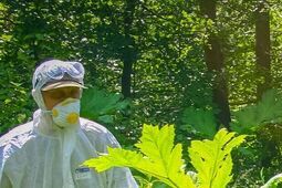 Tępią barszcz, by ratować las. Szpadlem i świdrem, bez grama chemii