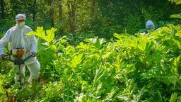 Pracownicy Nadleśnictwa Tomaszów Lubelski podczas akcji niszczenia barszczu Sosnowskiego