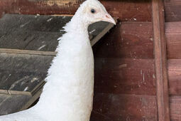 Nowy mieszkaniec Ogrodu Saskiego. Ma zaledwie 6 dni i jeszcze nigdy takiego nie było