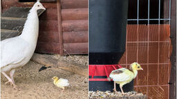 Nowy mieszkaniec Ogrodu Saskiego. Ma zaledwie 6 dni i jeszcze nigdy takiego nie było