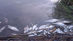 Z brzegu zbiornika wędkarze wyciągają śnięte ryby. Już jest ich ponad tona. Ta sytuacja może być skutkiem zanieczyszczenia rzeki Uherki przez ścieki z oczyszczalni ścieków w Bielawinie