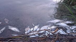 Z brzegu zbiornika wędkarze wyciągają śnięte ryby. Już jest ich ponad tona. Ta sytuacja może być skutkiem zanieczyszczenia rzeki Uherki przez ścieki z oczyszczalni ścieków w Bielawinie