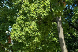 Skwer im. Abp. Józefa Życińskiego bardziej zielony. Przebudowa zakończona