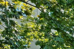 Lublin zagra w szachy z całym światem. To pierwsza taka rozgrywka w historii