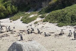 Wykonawca wybrany. Wiadomo kto zbuduje pingwinarium w ZOO