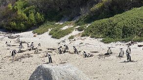 Pingwiny przylądkowe to gatunek krytycznie zagrożony wyginięciem