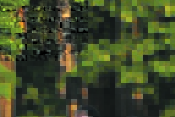 Po trzech latach Bizon Jeleniec wrócił do klasy okręgowej