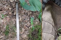 Z repliką szabli „zaszarżował” na policjantów. Posiadał jeszcze granaty i ostrą amunicję