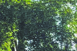 Vitrum Wola Uhruska czekał na awans osiem lat