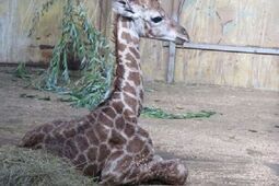 Żyrafiarnia w ZOO już dostępna dla zwiedzających