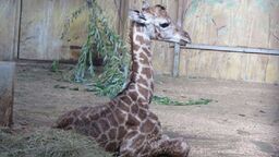 Samczyk żyrafy, który urodził się w Ogrodzie Zoologicznym im. Stefana Milera w Zamościu jest dużo mniejszy od swoich rodziców mamy Jasiry i taty Mugambi, ale nie jest drobinką. Gdy przyszedł na świat ważył prawie 70 kg i miał 1,7 metra wzrostu