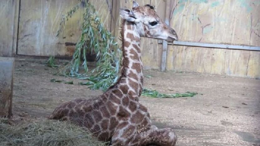 Samczyk żyrafy, który urodził się w Ogrodzie Zoologicznym im. Stefana Milera w Zamościu jest dużo mniejszy od swoich rodziców mamy Jasiry i taty Mugambi, ale nie jest drobinką. Gdy przyszedł na świat ważył prawie 70 kg i miał 1,7 metra wzrostu