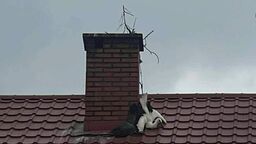 Młody bocian zaplątał się w sznurek  