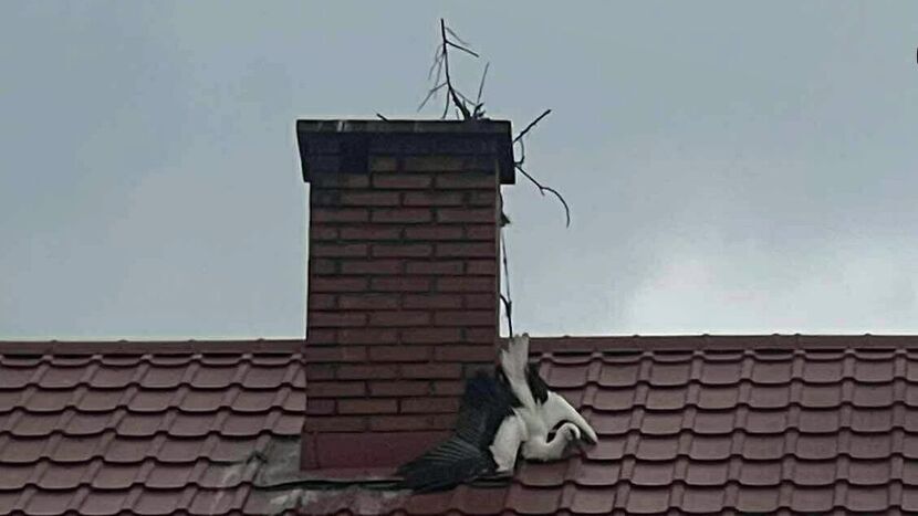 Młody bocian zaplątał się w sznurek  