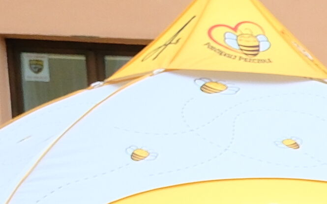 Coś słodkiego. Pszczoły przejmują Rynek w Lublinie