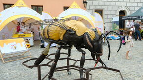 Coś słodkiego. Pszczoły przejmują Rynek w Lublinie