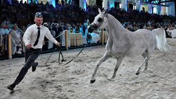 Adelita, najdroższy koń aukcji 