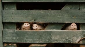 Siódme ognisko ASF w Lubelskiem. Wirus uderza w kolejne gospodarstwo