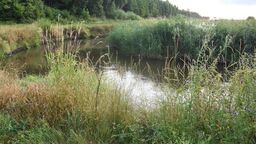 Ze stawu w powiecie kraśnickim wyłowiono ciało mężczyzny