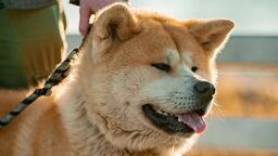 Uwiązany pies pogryzł biegaczkę, a właścicielka była po alkoholu