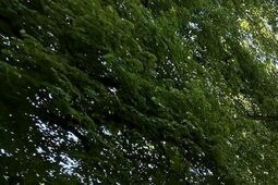 Cztery nowe pomniki w mieście. Niektóre mają już 120 lat