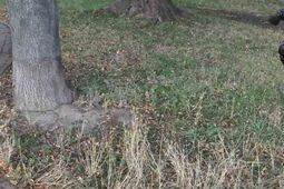 70-latka potrącona przez hulajnogę elektryczną. Sprawcą był 14-latek