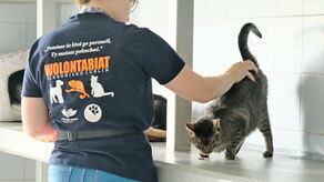 W schronisku dla bezdomnych zwierząt w Lublinie aktualnie znajduje się 66 kotów szukających kochającego domu. Mają różne charaktery, ale jedną potrzebę - znaleźć własny kąt i swojego właściciela na lata.